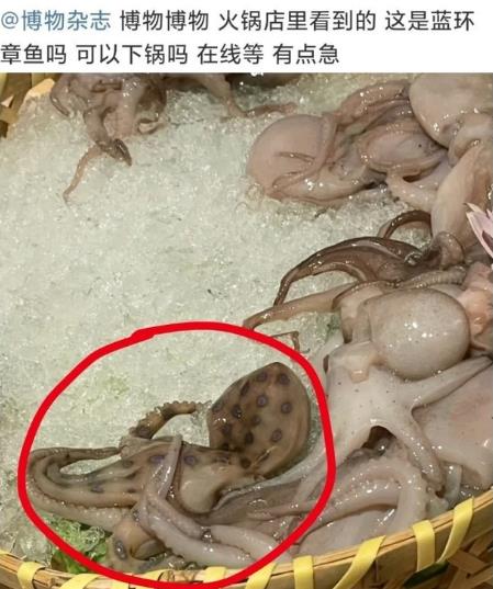 網(wǎng)友稱吃火鍋遇劇毒藍環(huán)章魚，其毒性強被咬一口即可致命