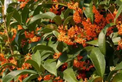 描寫(xiě)丹桂開(kāi)花樣子的句子 丹桂開(kāi)花樣子圖片