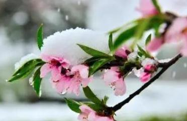 春天下雪什么兆頭 春天下雪是什么兆頭