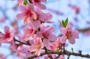 《寂靜的春天》的簡(jiǎn)介  科普讀物(美國(guó)/蕾切爾·卡遜創(chuàng))