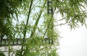 一什么翠竹填量詞？一什么翠竹二年級(jí)上冊(cè)？