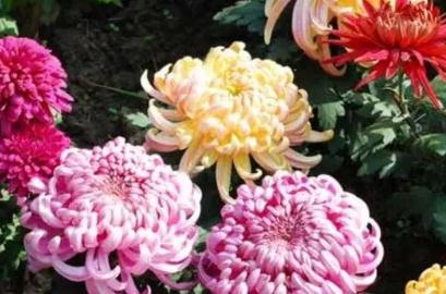 什么樣的菊花形容詞
