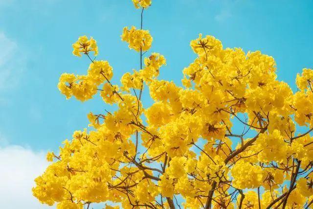 廣州風(fēng)鈴花開啦!15天花期,一起去賞花吧