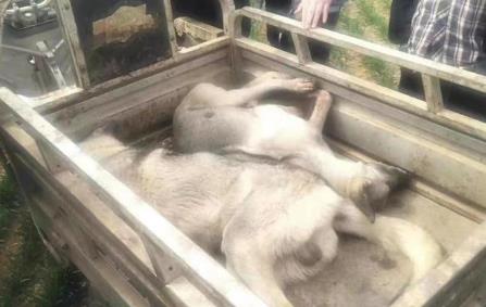 4條狼青犬咬死80多只羊 目前警方正調(diào)查犬只來源
