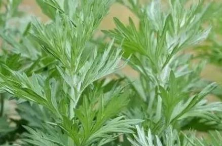 艾草的來(lái)歷和故事