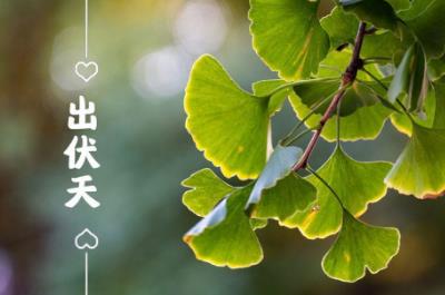 出伏是什么季節(jié)2023？出伏要注意什么？