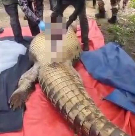 老人失蹤4天在鱷魚胃中發(fā)現(xiàn)遺骸 該鱷魚長超4米重約800公斤