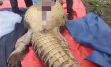 馬來西亞老人失蹤4天在鱷魚胃中發(fā)現(xiàn)遺骸 鱷魚超4米重800公斤