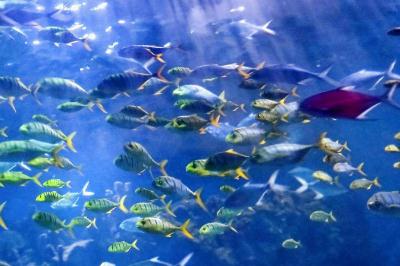 武漢極地海洋世界門票多錢？