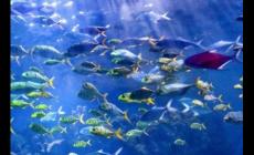 武漢極地海洋世界門票多錢?