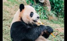 丫丫是什么動(dòng)物，丫丫是什么動(dòng)物呢?