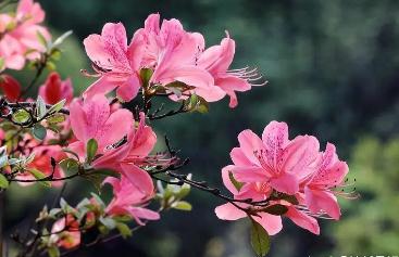 描寫杜鵑花的優(yōu)美句子