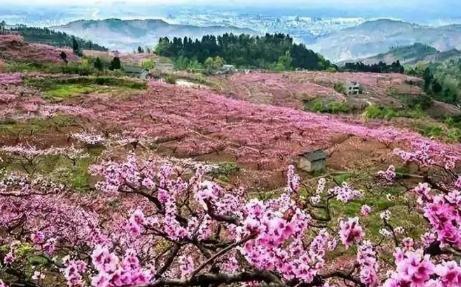 2024成都青白江龍門桃花季活動最新消息（時間、地點、活動內(nèi)容）