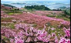 2024成都青白江龍門桃花季活動最新消息(時間、地點、活動內(nèi)容)