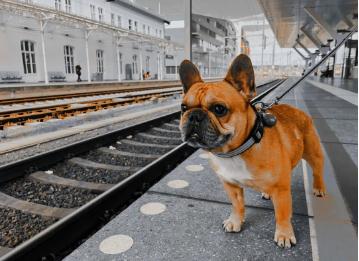 坐火車可以帶寵物嗎？坐火車能不能帶寵物？