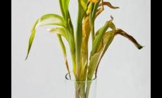 郁金香葉子黃了怎么辦？解決方法是什么？