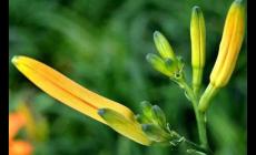 冷知識(shí)分享:為什么說(shuō)忘憂草其實(shí)是黃花菜