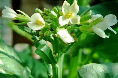 芥蘭菜開花了還能吃嗎？芥蘭開白花能吃嗎？ - m.453zh.com