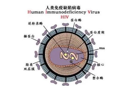 <a href=/yangsheng/ffeac6755ea02647e9a3b6a4036a50e1.html target=_blank class=infotextkey>艾滋病</a>的英文簡稱是aids那么<a href=/yangsheng/be0bf77f5ba2bce4f3ee84299f39c2d9.html target=_blank class=infotextkey><a href=/yangsheng/be0bf77f5ba2bce4f3ee84299f39c2d9.html target=_blank class=infotextkey>hiv</a></a>是什么 - m.453zh.com