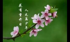花下少年應(yīng)笑我是什么意思?作者及下一句