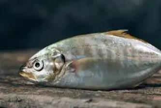 痛風(fēng)最怕三種魚是哪三種魚？