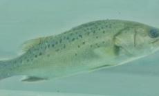 白蕉鎮的海鱸魚多少錢一斤 白蕉海鱸魚多少錢一斤啊