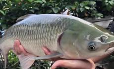 脆皖魚是草魚嗎？草魚是怎么變成脆皖魚的？