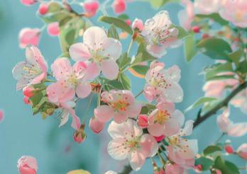 <a href=//m.453zh.com/shenghuo/834fb6596a0944fb628ebd88605c6fa8.html target=_blank class=infotextkey>海棠花</a>期多長時間 - <a href=//m.453zh.com/shenghuo/834fb6596a0944fb628ebd88605c6fa8.html target=_blank class=infotextkey>海棠花</a>(薔薇科蘋果屬植物)